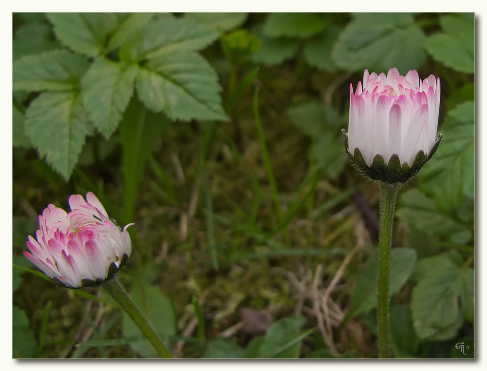 Gänseblümchen gehen schlafen