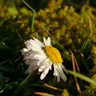 Gänseblümchen genießt den ersten warmen Sonnenstrahl