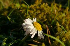 Gänseblümchen genießt den ersten warmen Sonnenstrahl