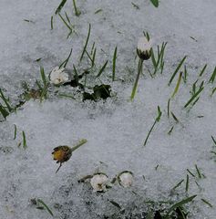 Gänseblümchen halten sich für Schneeglöckchen .