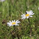 Gänseblümchen hat Besuch 