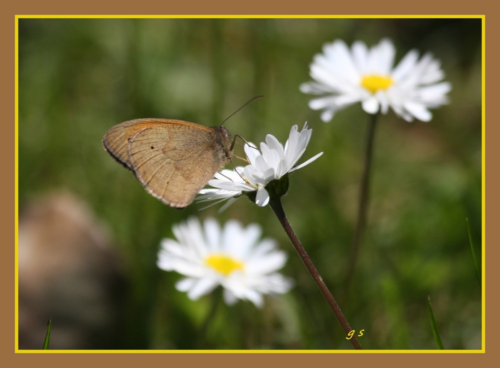 Gänseblümchen hat Besuch....