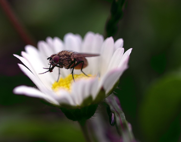 Gänseblümchen hat Besuch