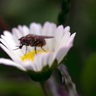 Gänseblümchen hat Besuch