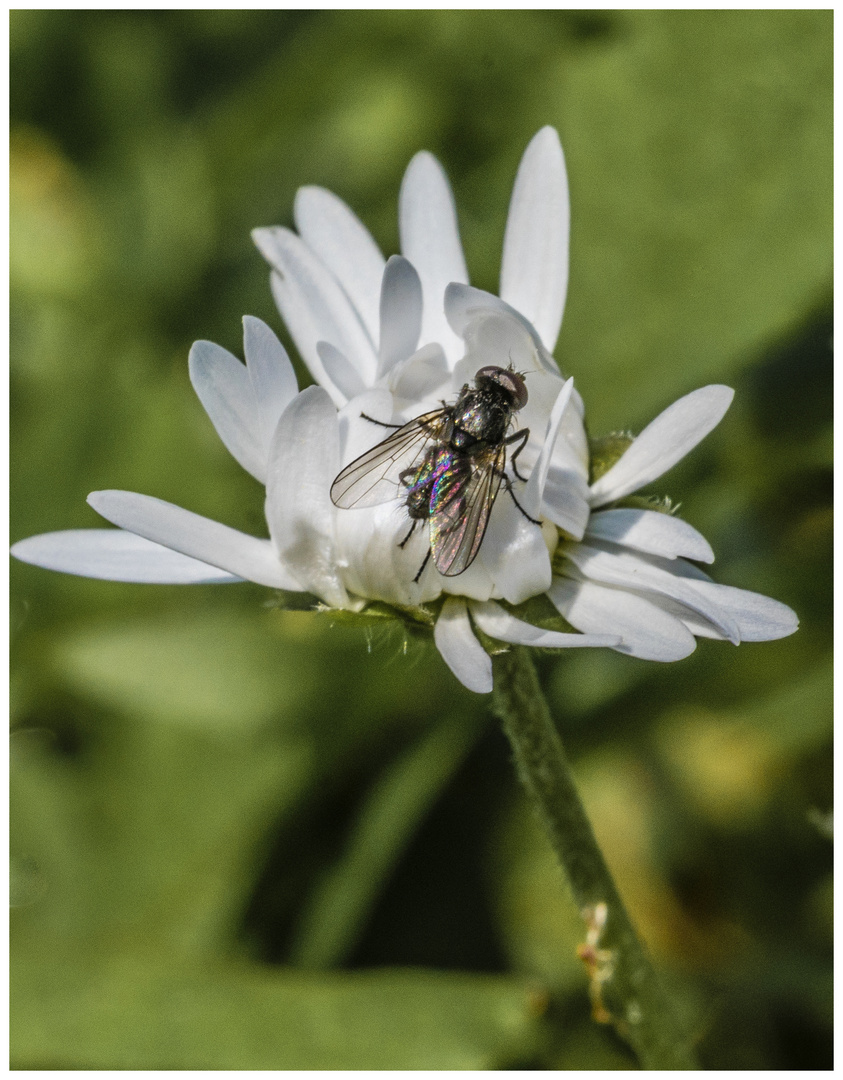 Gänseblümchen hat Besuch