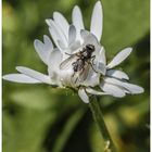 Gänseblümchen hat Besuch