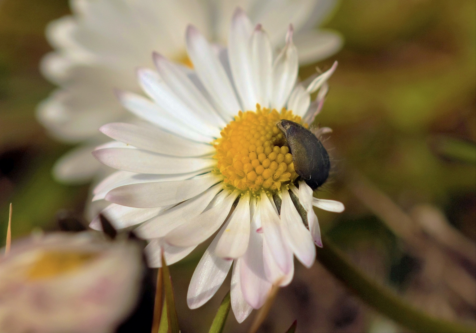 Gänseblümchen hat Besuch