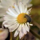 Gänseblümchen hat Besuch