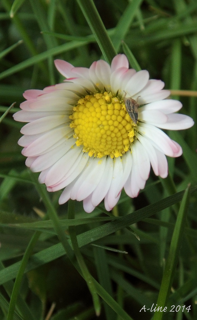 ...Gänseblümchen hat Besuch...