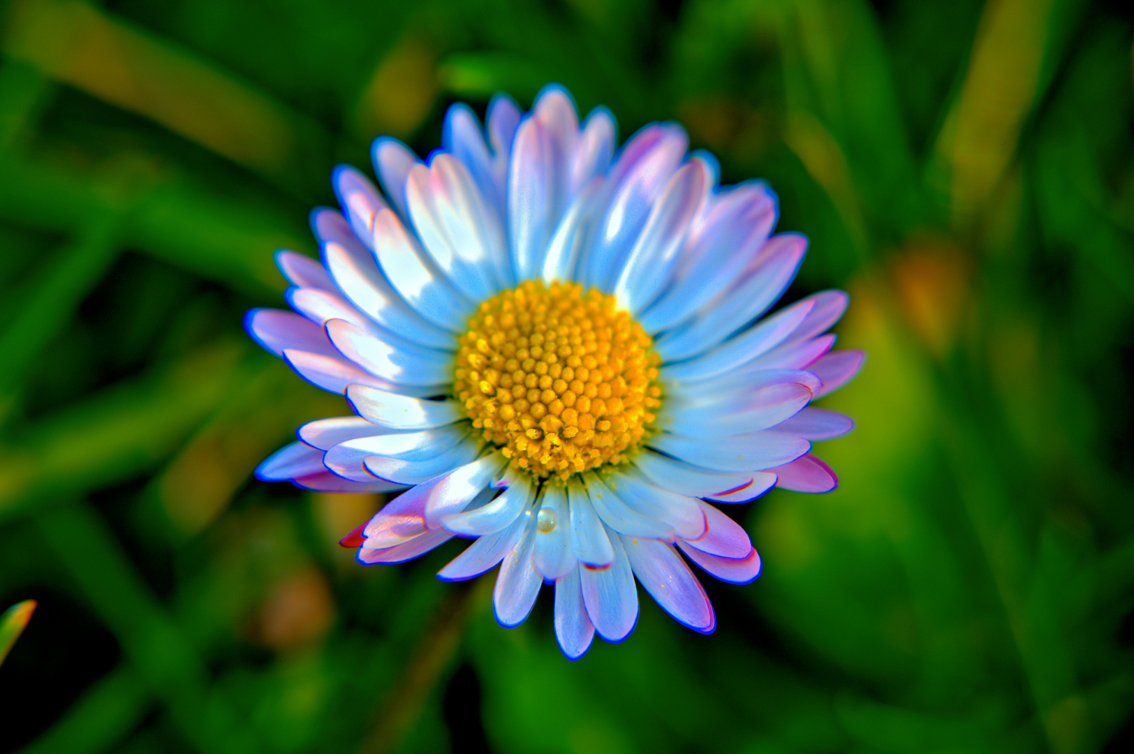 Gänseblümchen HDR