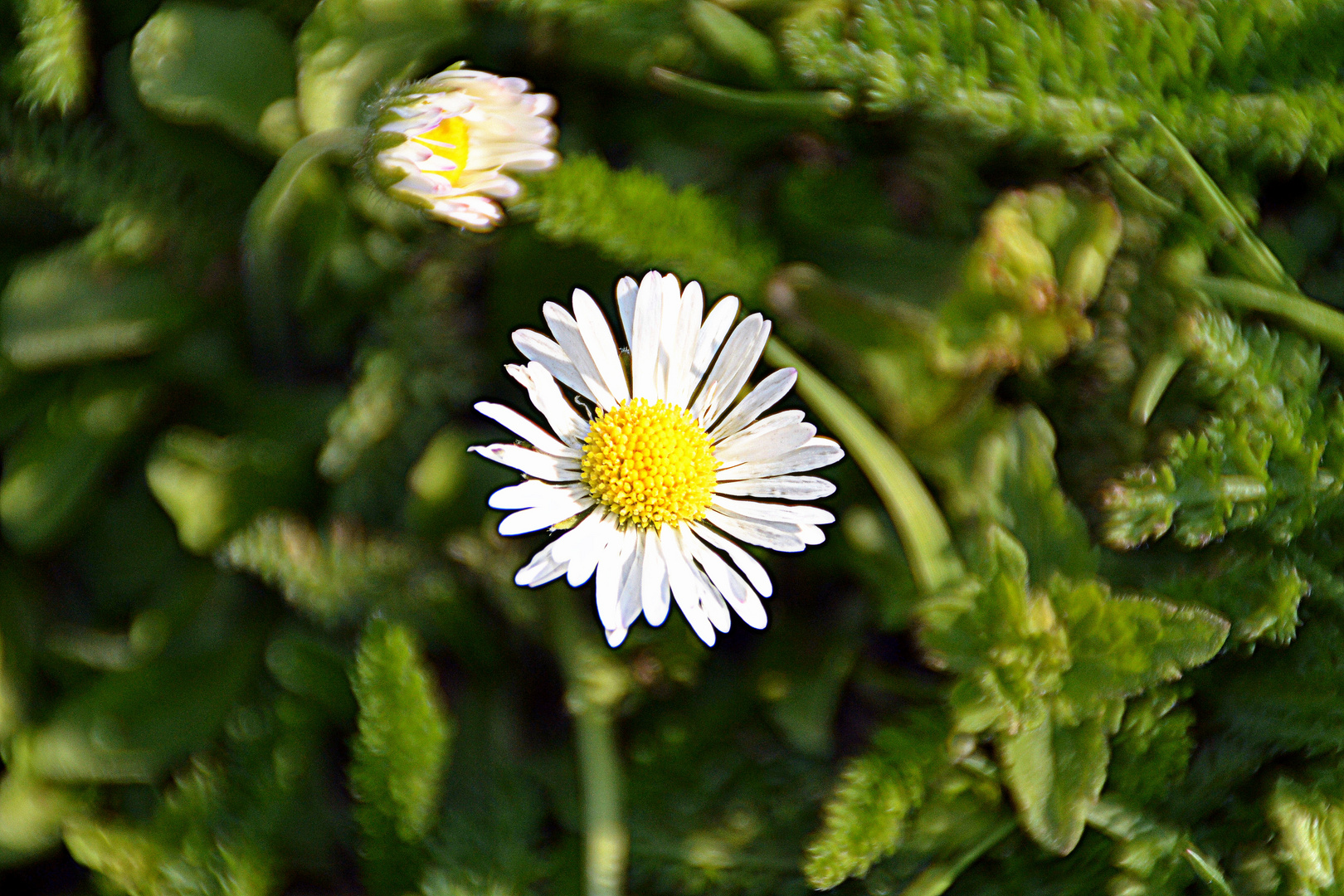 Gänseblümchen / HDR-Versuch