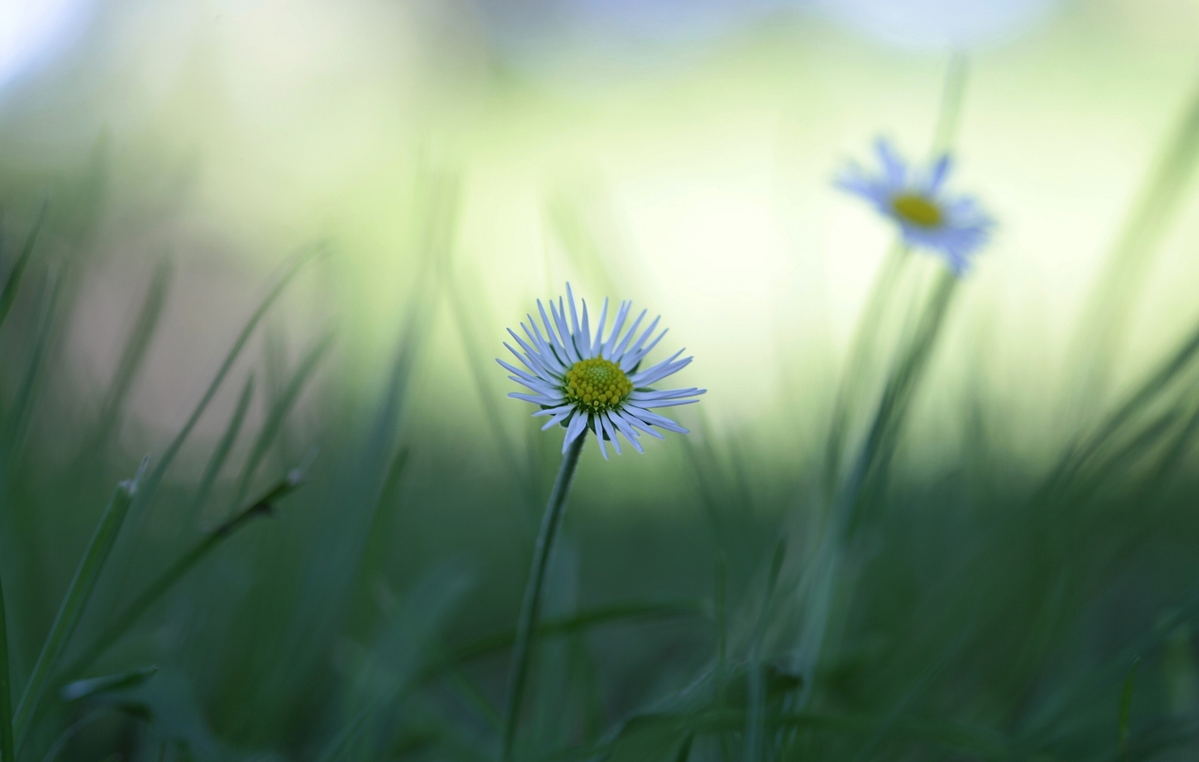 „Gänseblümchen, hübsch und klein,