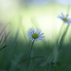 „Gänseblümchen, hübsch und klein,