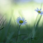 „Gänseblümchen, hübsch und klein,