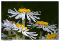 Gänseblümchen I