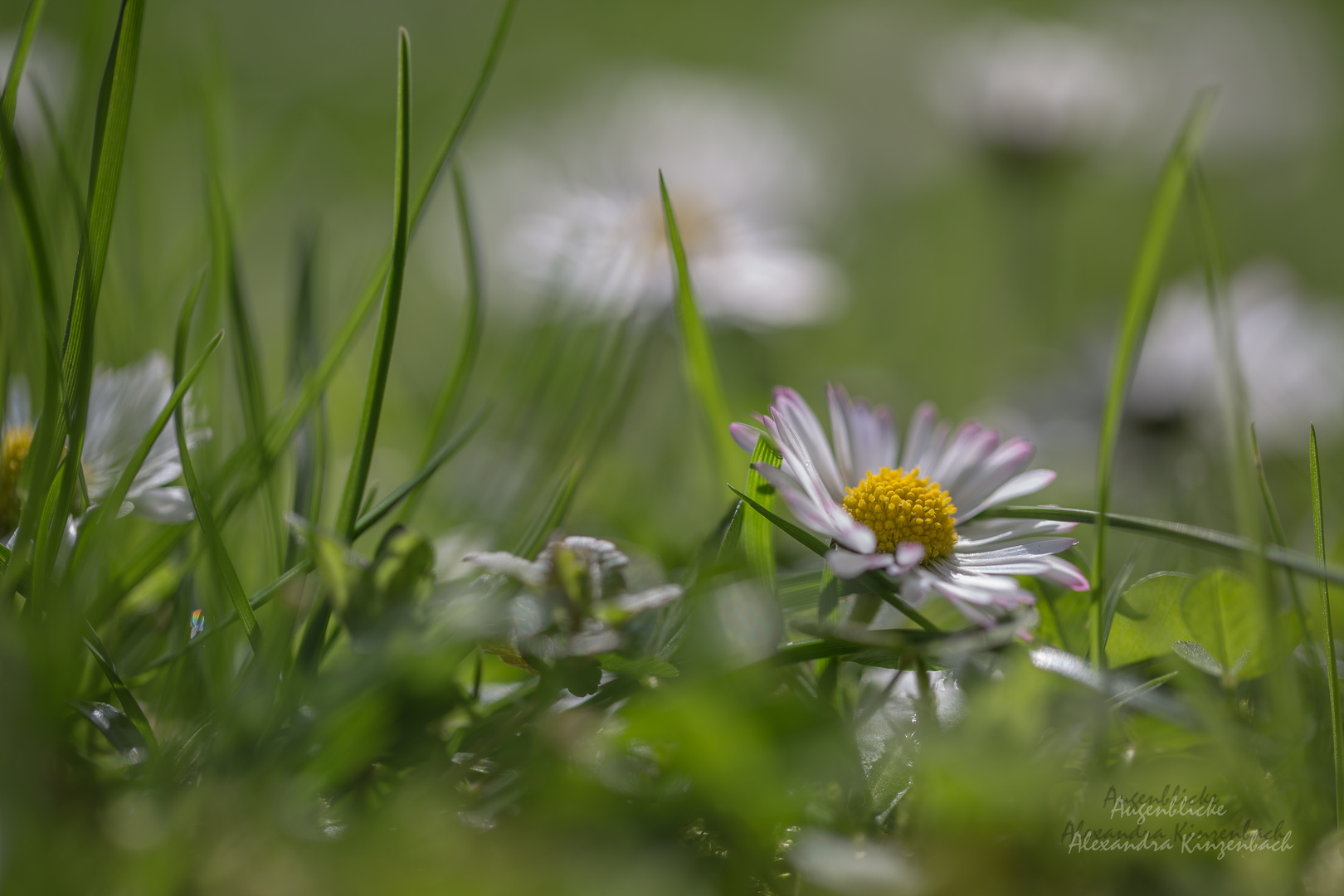 Gänseblümchen I