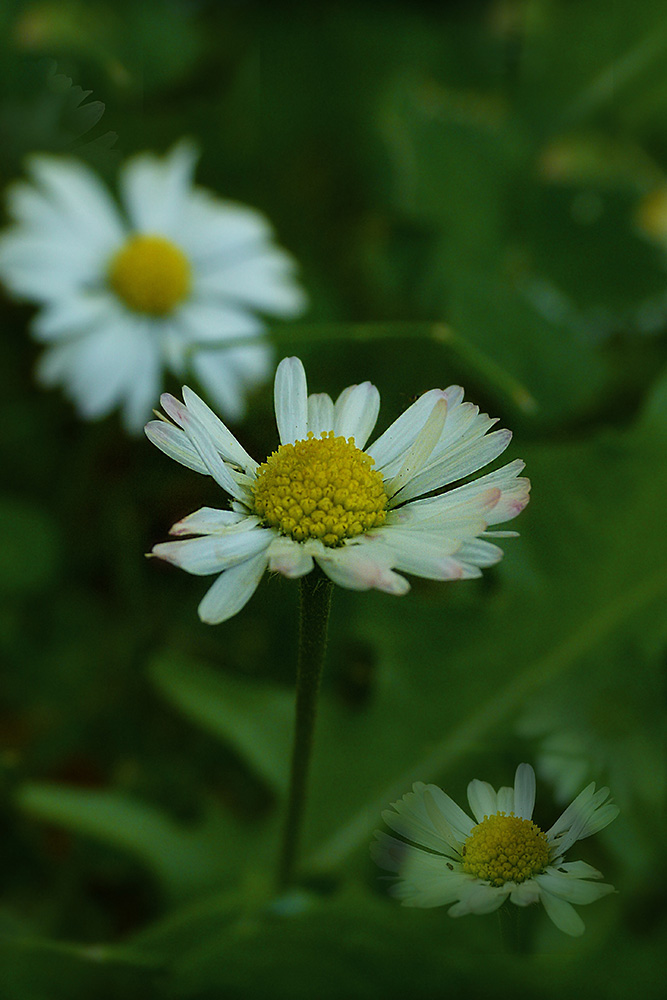 Gänseblümchen I