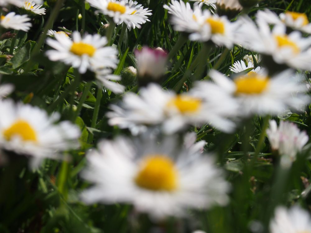 Gänseblümchen I