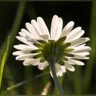 Gänseblümchen I