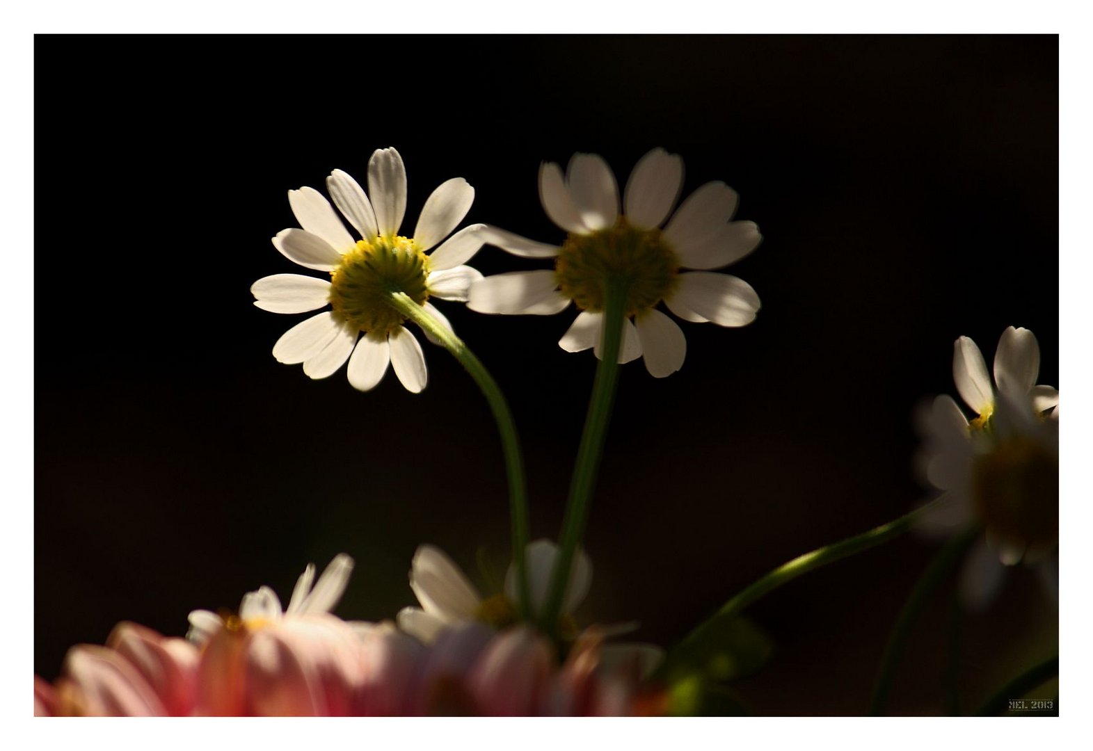 Gänseblümchen - I