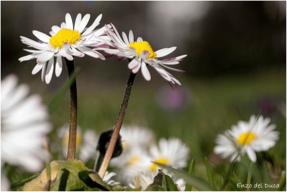 Gänseblümchen I