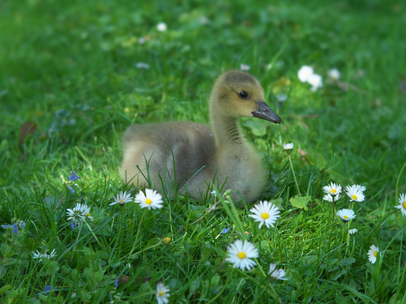 "Gänseblümchen"  II