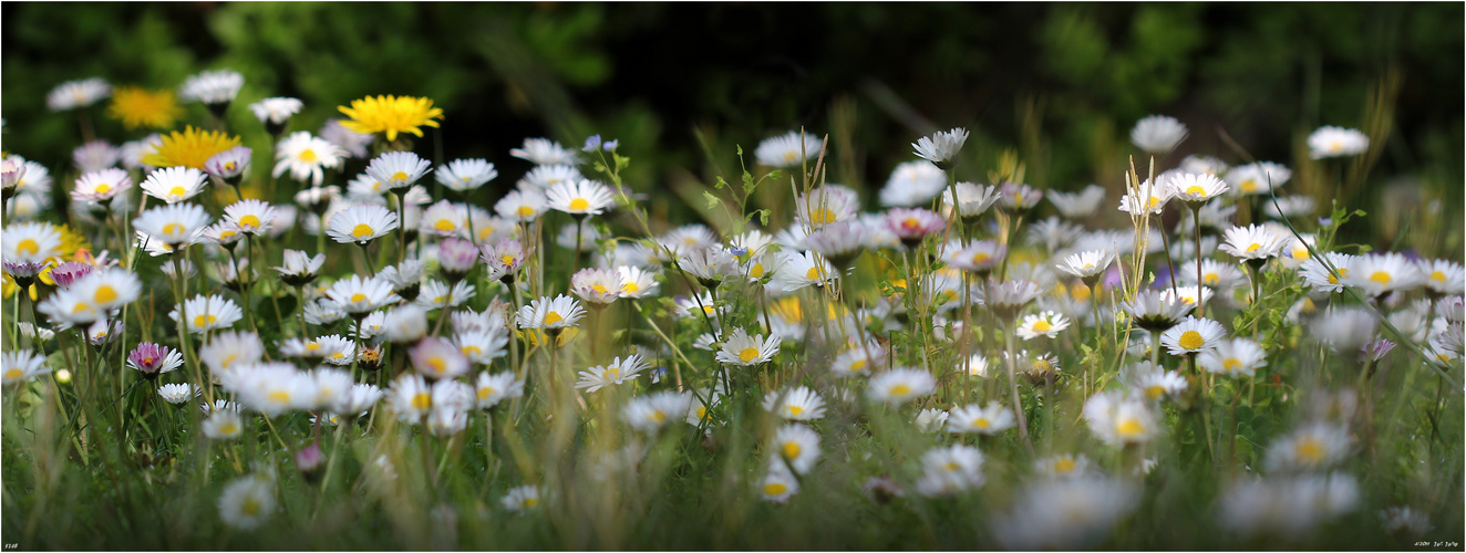 Gänseblümchen II