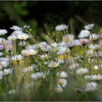 Gänseblümchen II