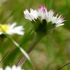 Gänseblümchen II