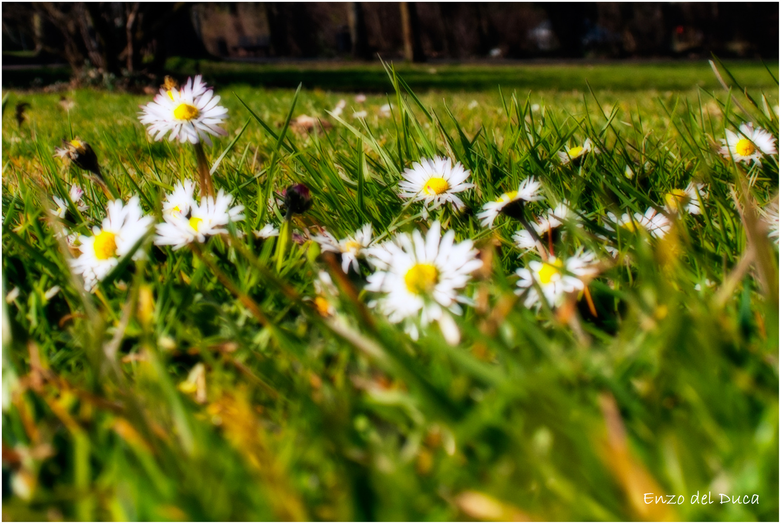 Gänseblümchen II