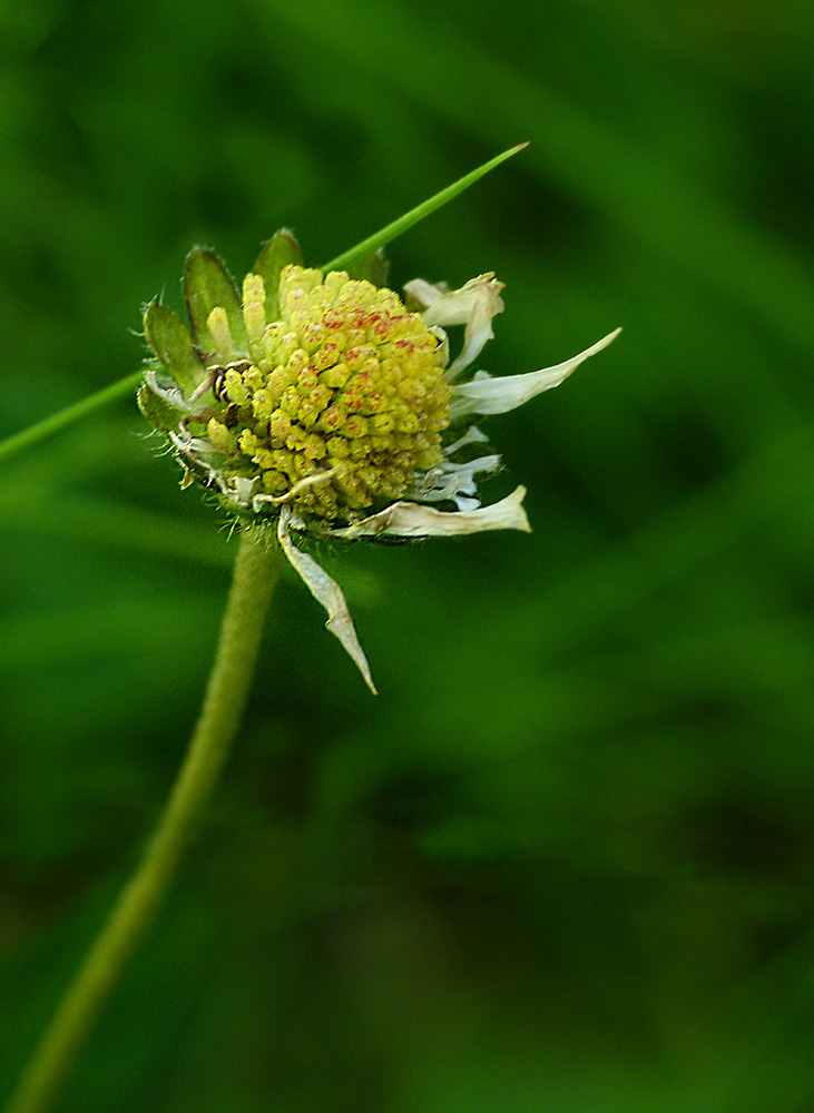 Gänseblümchen II