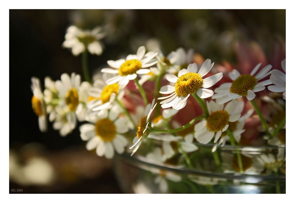 Gänseblümchen - II