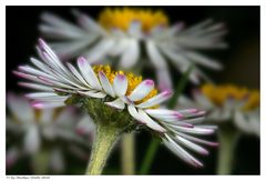 Gänseblümchen II