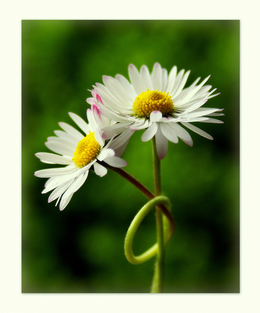 ~Gänseblümchen II~