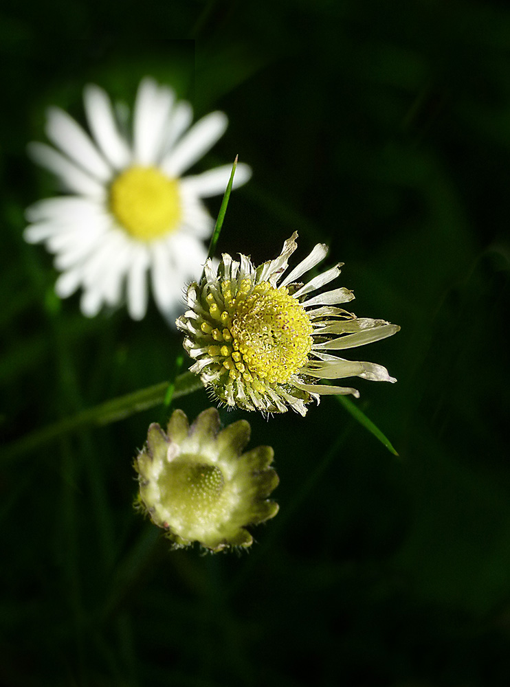 Gänseblümchen III