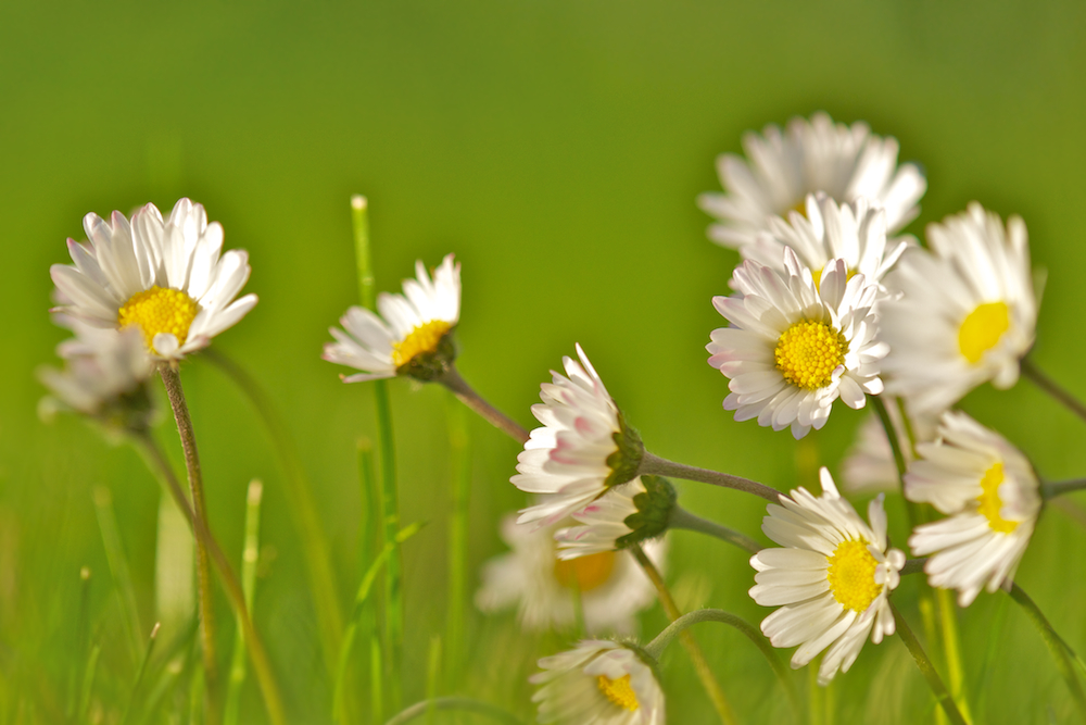 Gänseblümchen im Abendlicht