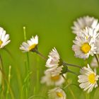 Gänseblümchen im Abendlicht