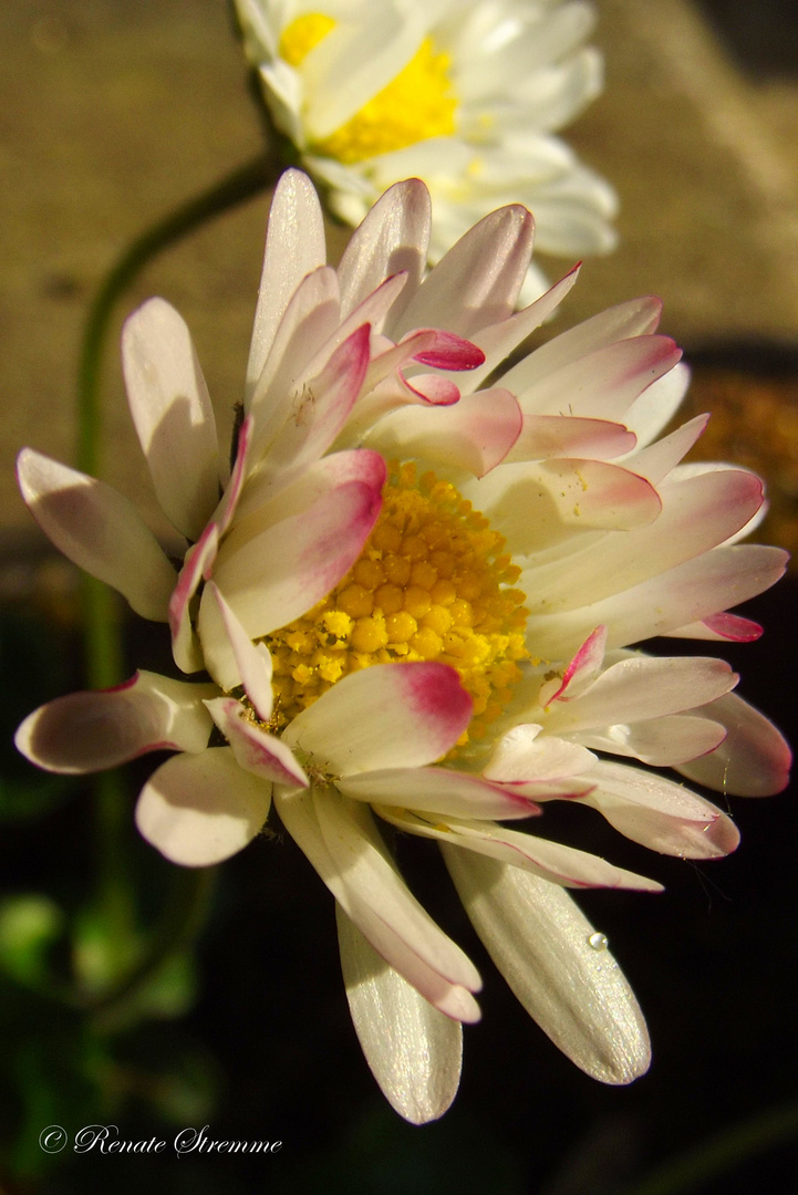 Gänseblümchen im Abendlicht