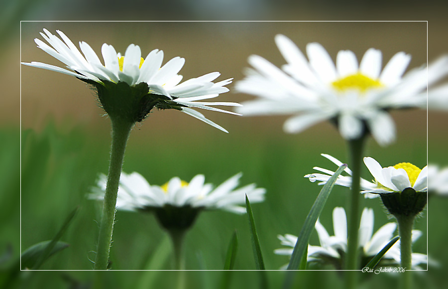 gänseblümchen im abendlicht