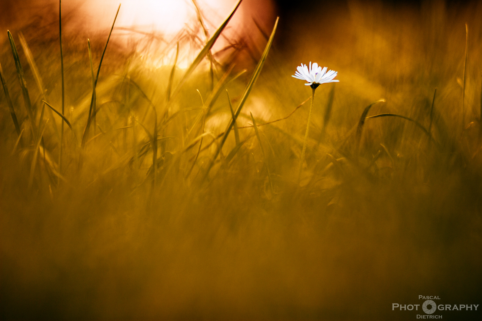 Gänseblümchen im Abendlicht