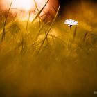 Gänseblümchen im Abendlicht