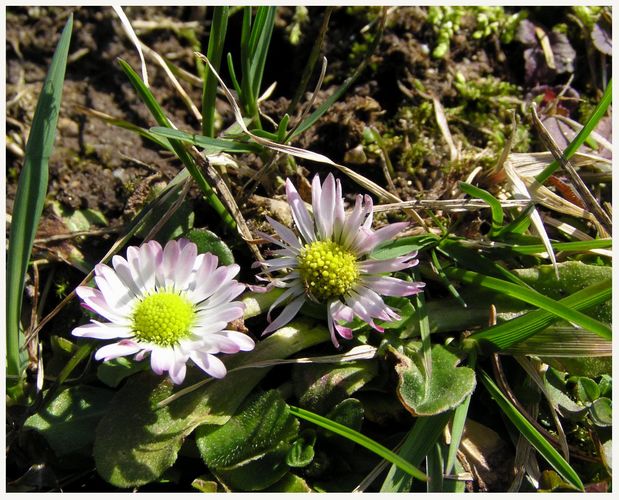 Gänseblümchen im Alltag