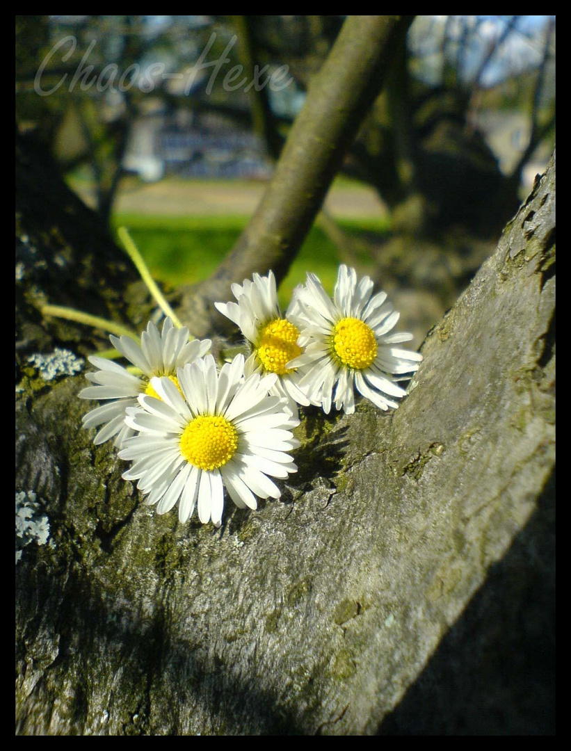 Gänseblümchen im Baum