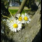 Gänseblümchen im Baum