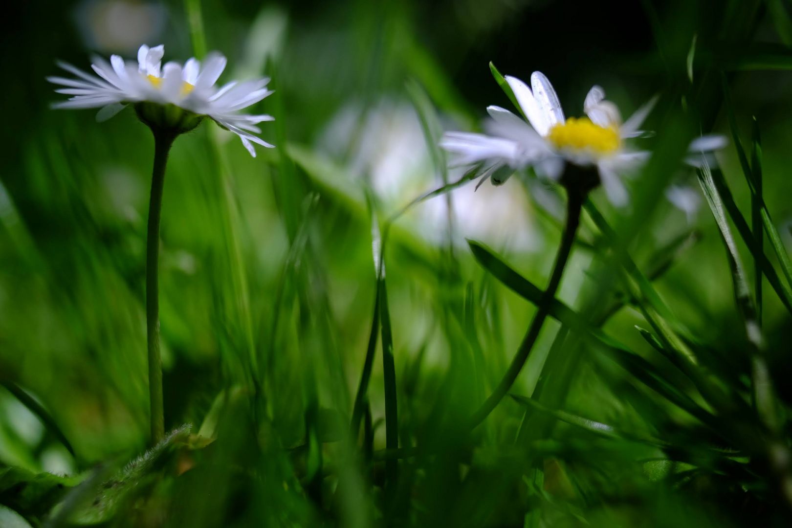 Gänseblümchen im Bürgerpark Bremen