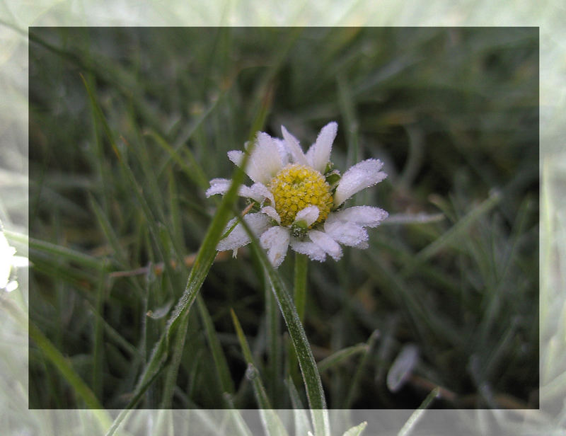 Gänseblümchen im Dezember