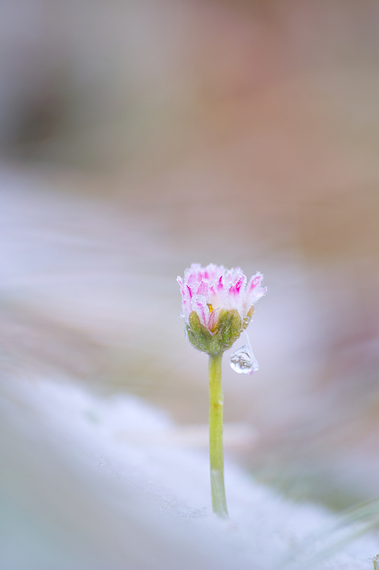 Gänseblümchen im Dezember