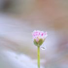 Gänseblümchen im Dezember