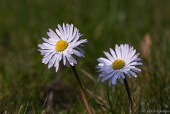 Gänseblümchen im Duett