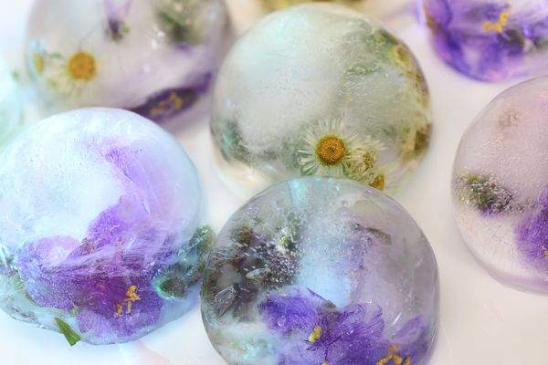 Gänseblümchen im Eis